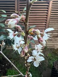 Attēlu rezultāti vaicājumam “Cerasus bud”