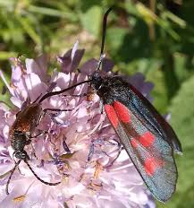 Attēlu rezultāti vaicājumam “Zygaena viciae”