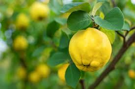 Attēlu rezultāti vaicājumam “Cydonia oblonga”