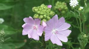 Attēlu rezultāti vaicājumam “Malva moschata bud”