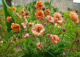 Image result for Geum rivale