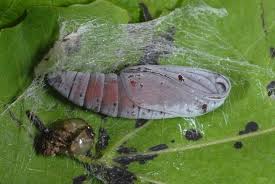 Attēlu rezultāti vaicājumam “Enargia paleacea”