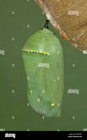 Attēlu rezultāti vaicājumam “pupa”