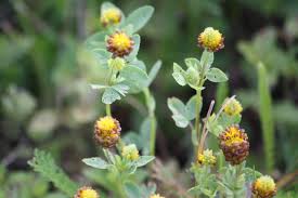 Attēlu rezultāti vaicājumam “Trifolium spadiceum flower”