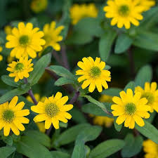 Image result for Sanvitalia procumbens