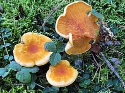 Attēlu rezultāti vaicājumam “Hygrophoropsis aurantiaca”