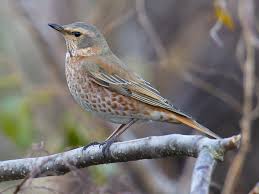 Image result for Turdus naumanni