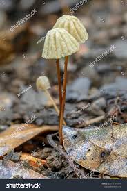 Attēlu rezultāti vaicājumam “Marasmius sp.”