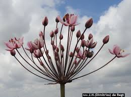 Attēlu rezultāti vaicājumam “Butomaceae”