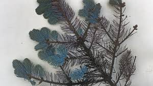 Attēlu rezultāti vaicājumam “Schizolachnus pineti”