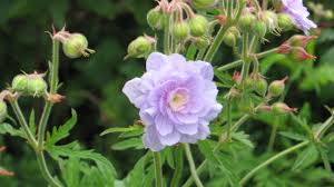 Image result for Geranium `Summer Skies`
