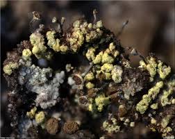 Attēlu rezultāti vaicājumam “Chaenotheca chrysocephala”