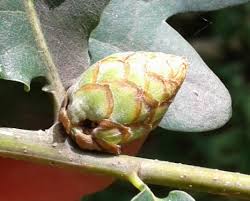 Attēlu rezultāti vaicājumam “Andricus foecundatrix”