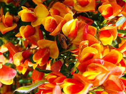Attēlu rezultāti vaicājumam “Cytisus scoparius flower”