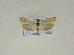 Attēlu rezultāti vaicājumam “Tineidae”