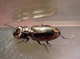 Attēlu rezultāti vaicājumam “Notiophilus biguttatus”