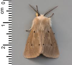 Attēlu rezultāti vaicājumam “Diaphora mendica”