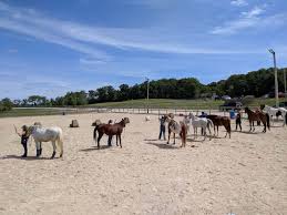 Image result for Carman Stables Archery