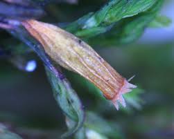 Attēlu rezultāti vaicājumam “Orthotrichum speciosum sporophyte”