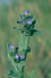 Attēlu rezultāti vaicājumam “Anchusa arvensis leaf”