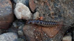 Attēlu rezultāti vaicājumam “Dytiscidae”