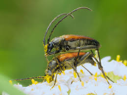 Attēlu rezultāti vaicājumam “Pseudovadonia livida”