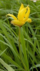 Attēlu rezultāti vaicājumam “Tulipa sylvestris”