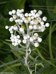 Attēlu rezultāti vaicājumam “Anaphalis margaritacea flower”