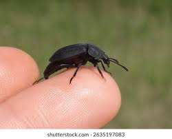 Attēlu rezultāti vaicājumam “Silpha obscura”