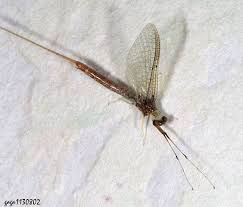 Attēlu rezultāti vaicājumam “Ephemera sp.”