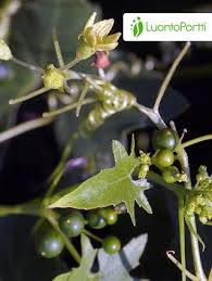 Attēlu rezultāti vaicājumam “Bryonia alba flower”