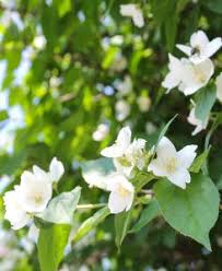Attēlu rezultāti vaicājumam “Philadelphus lemoinei”