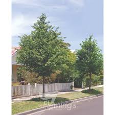 Attēlu rezultāti vaicājumam “Tilia cordata”