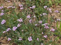 Attēlu rezultāti vaicājumam “Erodium cicutarium bud”