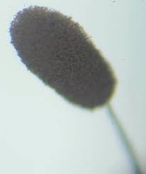 Attēlu rezultāti vaicājumam “Comatricha fragilis macro”