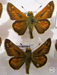 Attēlu rezultāti vaicājumam “Hesperia comma male”