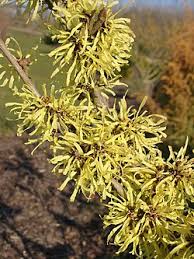Attēlu rezultāti vaicājumam “Hamamelis”