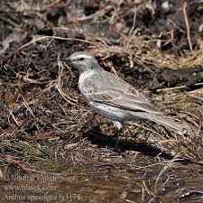 Image result for Anthus spinoletta