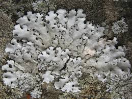 Attēlu rezultāti vaicājumam “Parmelina tiliacea”