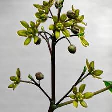 Attēlu rezultāti vaicājumam “Berberidaceae”