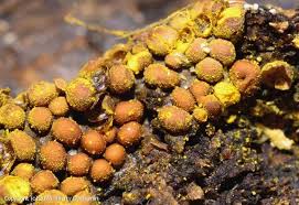 Attēlu rezultāti vaicājumam “Perichaena corticalis spores”