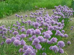 Image result for Allium schoenoprasum