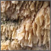 Attēlu rezultāti vaicājumam “Schizopora paradoxa”