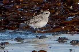 Attēlu rezultāti vaicājumam “Pluvialis squatarola”