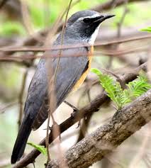 Image result for Irania gutturalis