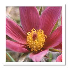 Attēlu rezultāti vaicājumam “Pulsatilla vulgaris flower”