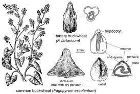 Attēlu rezultāti vaicājumam “Fagopyrum esculentum fruit”