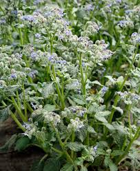 Image result for Borretsch