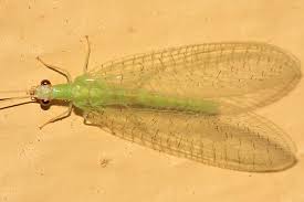 Attēlu rezultāti vaicājumam “Chrysopa”