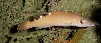 Image result for Labrus mixtus